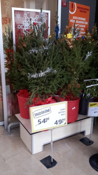 Félig feldíszített gyökeres karácsonyfa akciósan eladó!