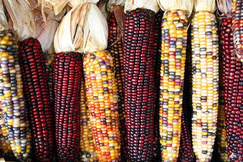 Mindenféle színes kukoricák - forrás: Wikipédia